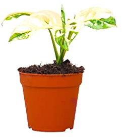 PLNTS - Monstera Adansonii Variegated - Zimmerpflanzen, Pflanzen Echt, Nachhaltige Verpackung - 13cm Topf - Höhe 25cm - Direkt von der Gärtnerei