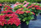 Hortensie Bauernhortensie Hot Red Hydrangea macrophylla Hot Red Containerware 40-60 cm hoch