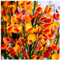 Cytisus 'Lena' Broom Plant in 1-2L Pot, Stunning Fragrant Red/Yellow Flowers 3fatpigs®