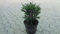 25 Taxus media Eibe Groenland 15-35cm Hecken-Pflanze immergrün winterhart geschlossener Wuchs