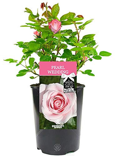Wedding Rose - 30th Pearl Anniversary - Celebrate a Special Couple's Pearl Wedding Anniversary with a Unique Living Plant