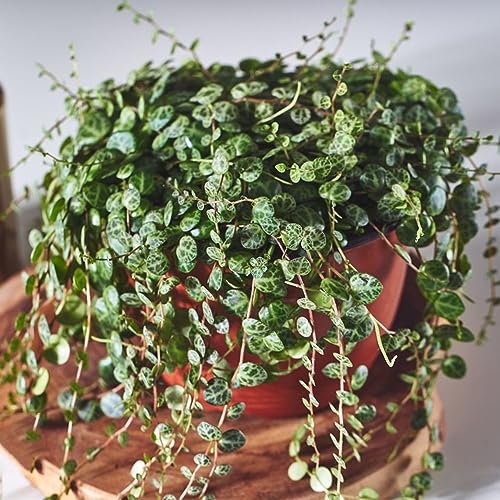 10 pcs Ceropegia woodii variegata samen - gartenarbeit robuste balkonpflanzen winterhart fleischfressende pflanzen,Sukkulenten,succulent plants,sukkulente ausgefallene geschenke dachbegrünung