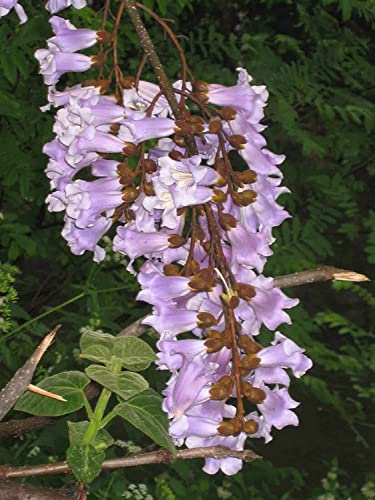 Blauglockenbaum Paulownia fortunei Pflanze 15-20cm Drachenbaum Kiribaum Rarität