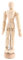 Rankomu Sketch Mannequin Holzfigur Mannequin 20,3 cm Gelenkmodell zum Skizzieren und Zeichnen