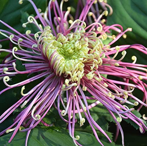 200Pezzi Semi di crisantemo Colore Varietà di fiori unici Giardino decorativo Facile da curare Giardino Patio Terrazza Piantagione