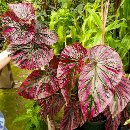 Set 3 Begonias Live Plants, Red Begonia, No Pot, Starter 4 to 8 Inc Tall, Indoor Outdoor Houseplant