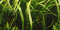 Tropica - Cryptocoryne crispatula 1-2 Grow ! - Live aquarium plant