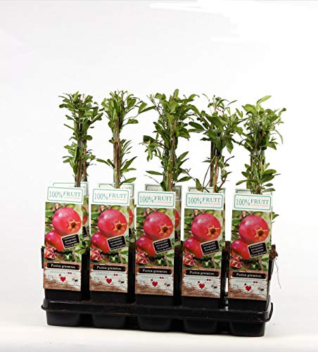 Blumen-Senf Punica granatum 60-70 cm Granatapfel
