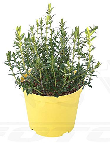 Issopo su vaso cm 14 Pianta aromatica in confezione da due pezzi