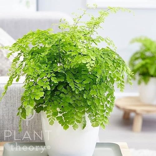 Plant Theory 30cm Maidenhair Fern Adiantum Raddianum Fragrantissimum Fragrans Indoor Plant 13cm Pot