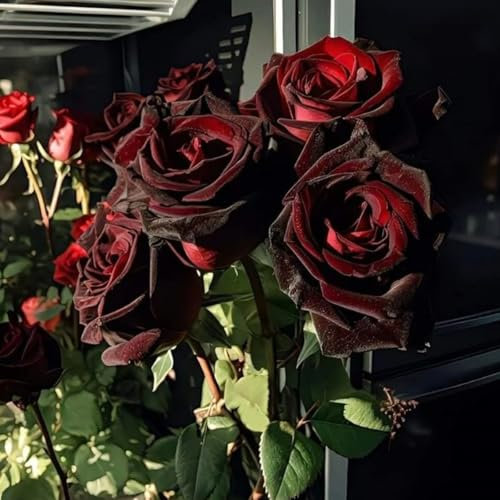 Magnifici Bulbi Di Rosa In Grandi Quantità: Perenni Resistenti, Rosa Rampicante Rifiorente Profumata-4 Bulbi-D