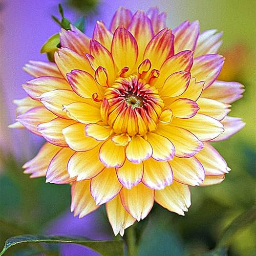 Dahlienzwiebel,Winterhart Mehrjährig,Eine Zwiebelpflanze Mit , Langer BlüTezeit,Dahlien-Pompons, GroßEn BlüTen,Leuchtend Und Attraktiv,Dahlien Knollen Winterhart-2zwiebeln-E