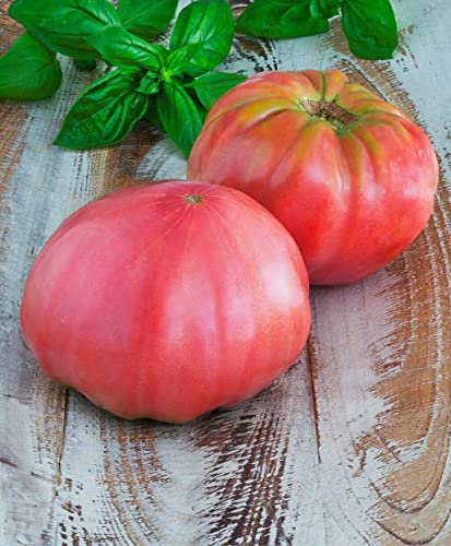 Buy4seeds Tomato Brandywine Pink - 30 Seeds Easy to Grow