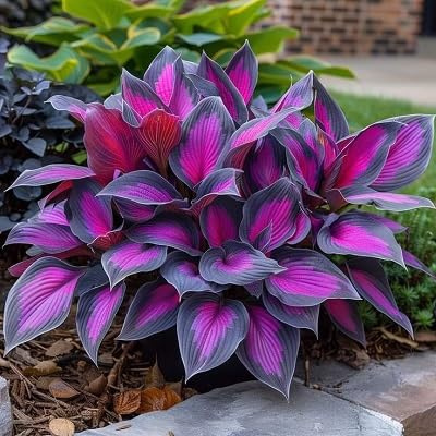 Packung mit 50 rosa Hosta-Pflanzensamen