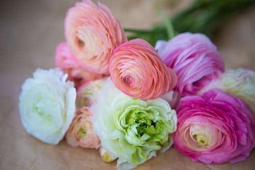 Für Ihren Traumgarten Ranunculus asiaticus Ranunkeln Hahnenfuß - gemischte Farben 15 Blumenzwiebeln - pefekt als Schnittblume geignet