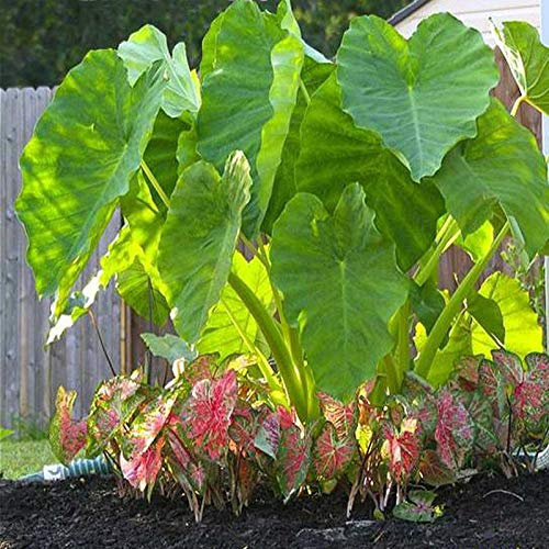 TOYHEART 10Pcs Premium Semi Di Fiori, Semi Di Alocasia Facile Da Coltivare Raro Fiore A Forma Di Orecchio Di Elefante Piante Di Taro Semi Da Giardino Per Cortile Domestico 3