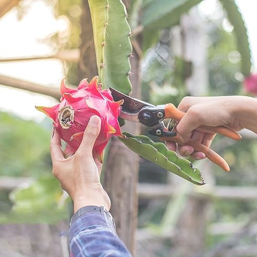 50 pcs Drachenfrucht Pflanze Samen, Säulenobst, Geschenke (Hylocereus undatus) Indoor Garden, Geschenke Für Gartenfreunde Extrem Winterharte Kübelpflanzen, Balkonpflanzen Plants, Sukkulenten