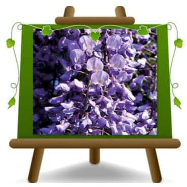 Wisteria Floribunda Ito Koku Riu - Dunkelviolette blaue Glyzinien - Kletterpflanze - pflanze auf Blumentopf 17 - maximale Größe 200 cm