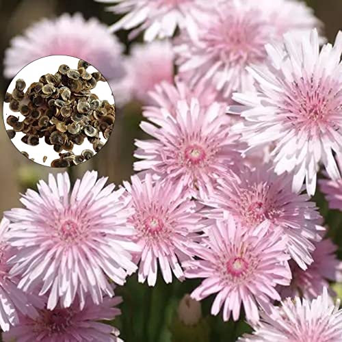 PERZOE 50 Unids Semillas de Crisantemo para Plantar, Hermosa Flor Rosa Semillas de Crisantemo Jardín Patio Flor Bonsai Decoración Rosado