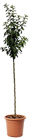 KENTIS - Plante Néflier - Vraies Plantes d'Extérieur - Arbre Fruitier de Jardin d'Ornement - Pot de Culture Ø 28 cm