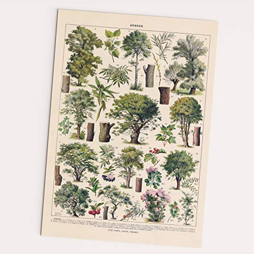 FOLLYGRAPH Arbres Poster - Trees Print, Vintage Bäume Bild, Arten von Bäumen (30x40cm)