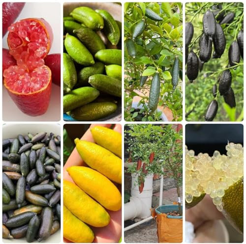 fingerlimette pflanze samen, Finger Lime, säulenobst balkonpflanzen, sträucher winterhart blühend fingerlimette frucht samen, zimmerpflanzen, samen topf pflanze bonsaibaum, hochbeet 300pcs