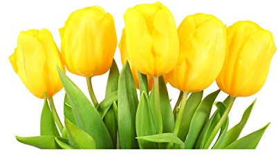 Tulup Glass Picture Wall Art - 100x50cm - Tempered Glass Decoration - Print for Living room Bedroom - Toughened Glass Image - Glass picture Wall Art - Yellow tulips