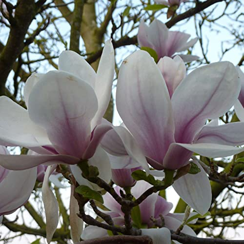Tulpenmagnolie - Der klassiker Magnolia soulangiana weiß mit rosa-violett winterhart Frühblüher (Liefergröße: 80-100 cm)