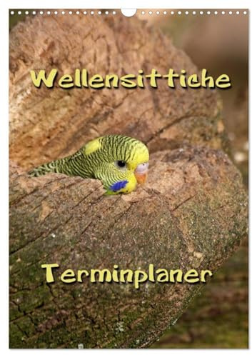 Wellensittiche Terminplaner (Wandkalender 2026 DIN A3 hoch), CALVENDO Monatskalender: Muntere und freche Vögel (CALVENDO Tiere)