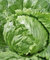 Lechuga icebergBeata - semilla