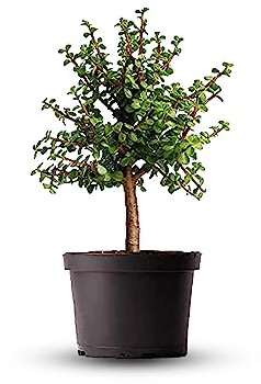 American Plant Exchange Live Dwarf Jade Tree, Miniature Bonsai Tree, Plant Pot for Home and Garden Decor, 6 Pot