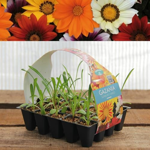 Plug Plants Gazania Sunburst Mix - 20 Plants Per Tray - Ready to Grow On Bedding Plugs - Summer Flowering Ideal for Containers, Patio Pots and Beds or Borders - 3 Packs