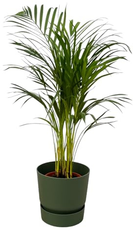 Palmier Areca, y compris Greenville Vert rond - 75-85cm - Ø19cm - Plante d'intérieur - Ensemble complet - Plante avec pot