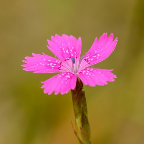 HEIMISCHES WILDPFLANZEN SAATGUT (unbehandelt & samenfest) für den Standort: SONNIG & TROCKEN - für Wildbienen & Schmetterlinge | WILDBLUMENWELT (Heide-Nelke | Dianthus deltoides)