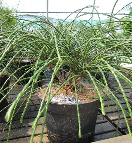 Thuja plicata Whipcord - Faden-Lebensbaum - Größe 20-30 cm