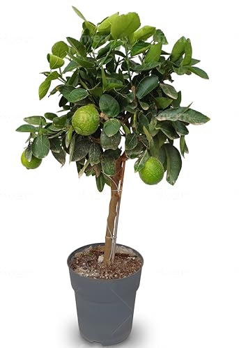 Sunny Tree - Lime - 3 anni - Citrus Latifolia - Agrume - Frutta - 90 centimetri - A+