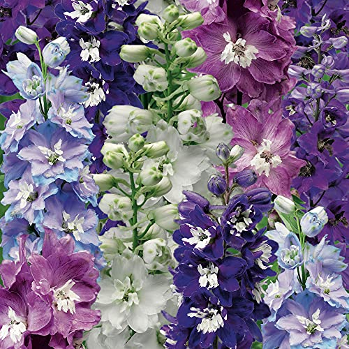 Delphinium Mixed, 6 Hardy Perennial Plants in 9cm Pots, Ready to Plant Out
