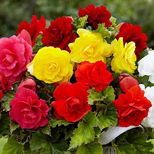 Begonia Double Mixed Tubers - Colorful Double Flowering Blooms - Summer Flowering Perennial - Ready to Planting Now (8)