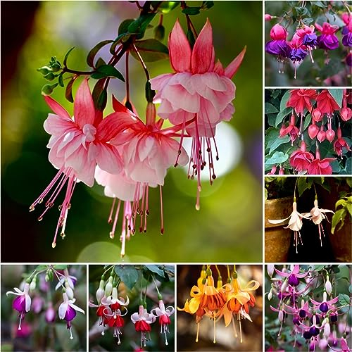 100 pcs fuchsien hängend samen - balkonpflanzen winterhart sommerblumen samen Fuchsiensamen flowers hochbeett deko pflanze bienen wiese winterharte kübelpflanzen topfpflanzen