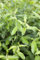 Salix cinerea 60-100 cm - Grau-Weide, silbrig-graue Kätzchen, Blütezeit März-April, ideal für feuchte Standorte, bienenfreundlich, winterhart