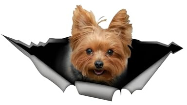 Autoaufkleber 22cm(8.7 Inch) Yorkshire Terrier Aufkleber Lustig 3D Zerrissen Reflektierende Auto Aufkleber Yorkshire Terrier Car Sticker Haustier Hund Wasserdichte Aufkleber Stoßstange Sticker Dekor