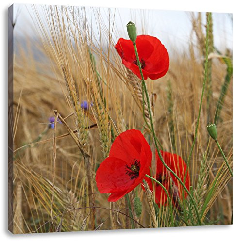 Pixxprint Mohnblumen im Getreidefeld, Größe: 60x60, Leinwandbild Quadratisch, Wandbild, Kunstdruck, fertig bespannt