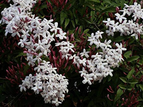 Pianta di GELSOMINO POLIANTA rampicante OFFICINALIS SICILIANO profumato VASO 18 cm AMDGarden