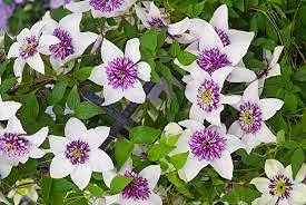 Aamish 50 Stück Clematis Florida Blumensamen