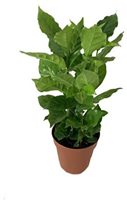 Coffee Plant - Live Plant in a 4 Inch Pot -Coffea Arabica - Beautiful Easy Care Indoor Houseplant