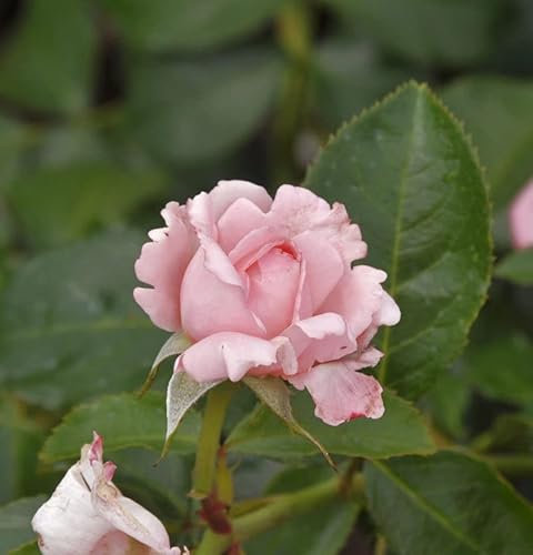 Delbard Rose La Rose de Molinard® 30-60cm - lebende Gartenpflanze aus den Baumschulen