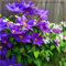 Clematis Clematis Zwiebeln Gartenarbeit Zwiebeln Winterhart Eine Starke Pflanze