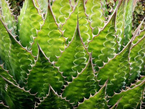 AGAVE MONTANA, Rare Succulent Resistant Plants Exotic Garden Seeds -15 SEEDS -