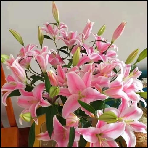 Lilien zwiebeln,winterharte pflanzen,Umwelt verschönern,Die Blumen sind riesig,Starke Anpassungsfähigkeit,lilienknollen,Geeignet für die Dekoration im Topf,lilie forever susan.-6zwiebeln-F