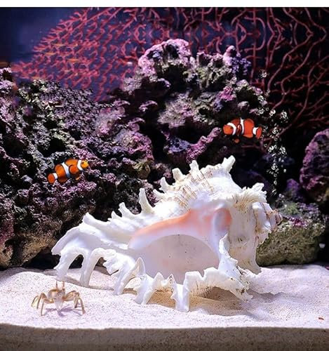 YZHZOM 14 cm – 16,3 cm große natürliche Muscheln für Aquarien, Luftpflanzen, Heimdekorationen, Bastelarbeiten